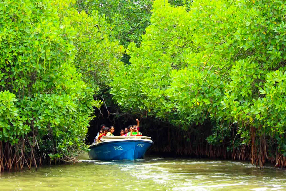 Pichavaram Mangrove Forest