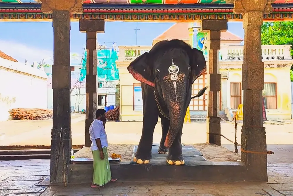 Athikumbeswarar Temple Elephant