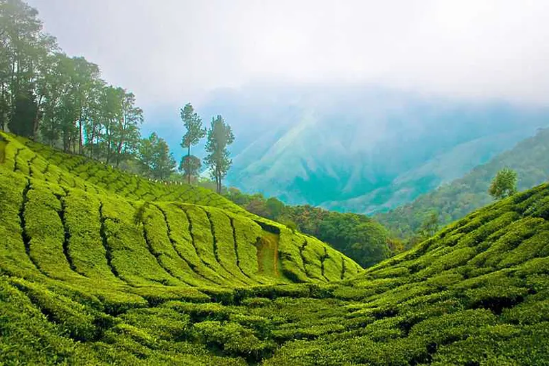 Munnar 1 Day Tour
