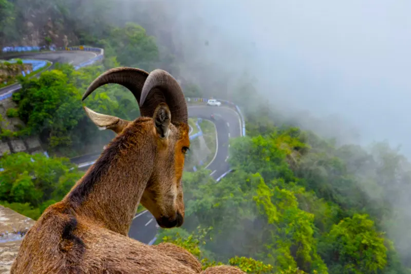 Munnar 2 Days Tour Package