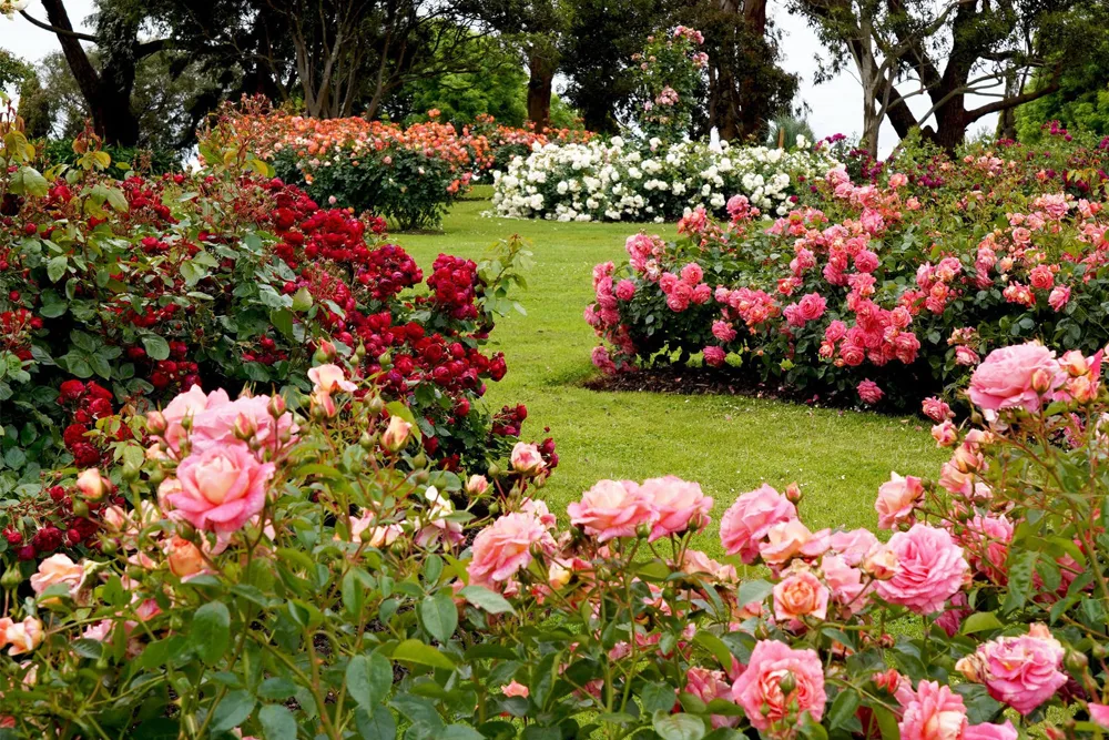 Munnar Rose Garden