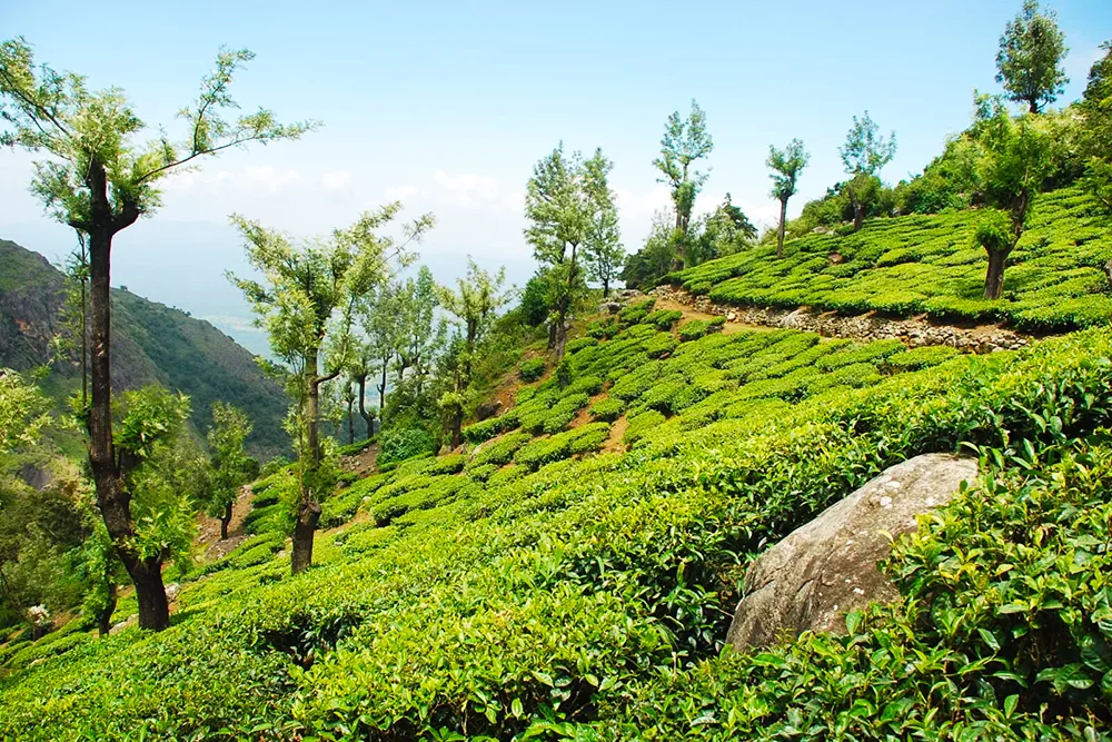 Ooty Tea Estate