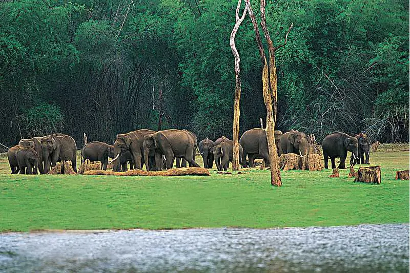 Thekkady 1 Day Tour