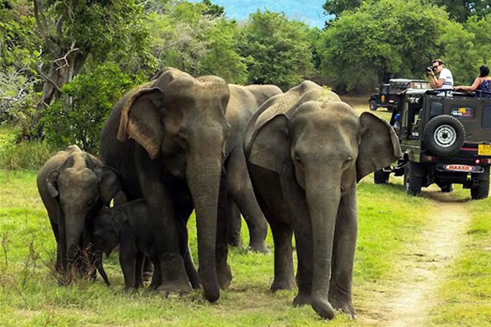Thekkady Elephant Camp